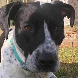 Meet your Posher, Heidi